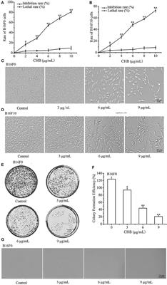 Chamaejasmin B Decreases Malignant Characteristics of Mouse Melanoma B16F0 and B16F10 Cells